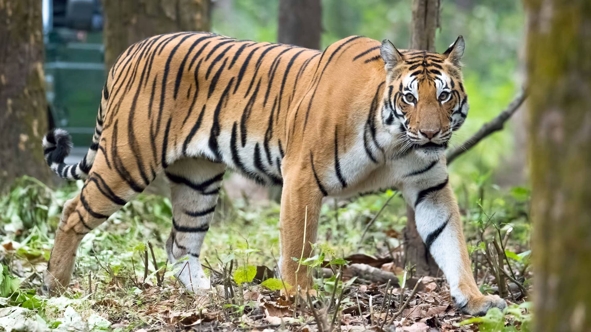 Wildlife photography on PixHorizon